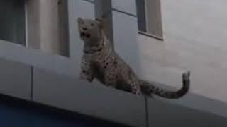 Leopardo en peligro de extinción es asesinado y encima autoridades lo tratan de justificar | VIDEO