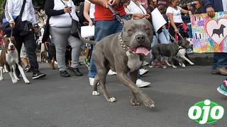 ¡Terrible! Muere un niño de 3 años tras sufrir el ataque de dos pitbulls de su vecino 