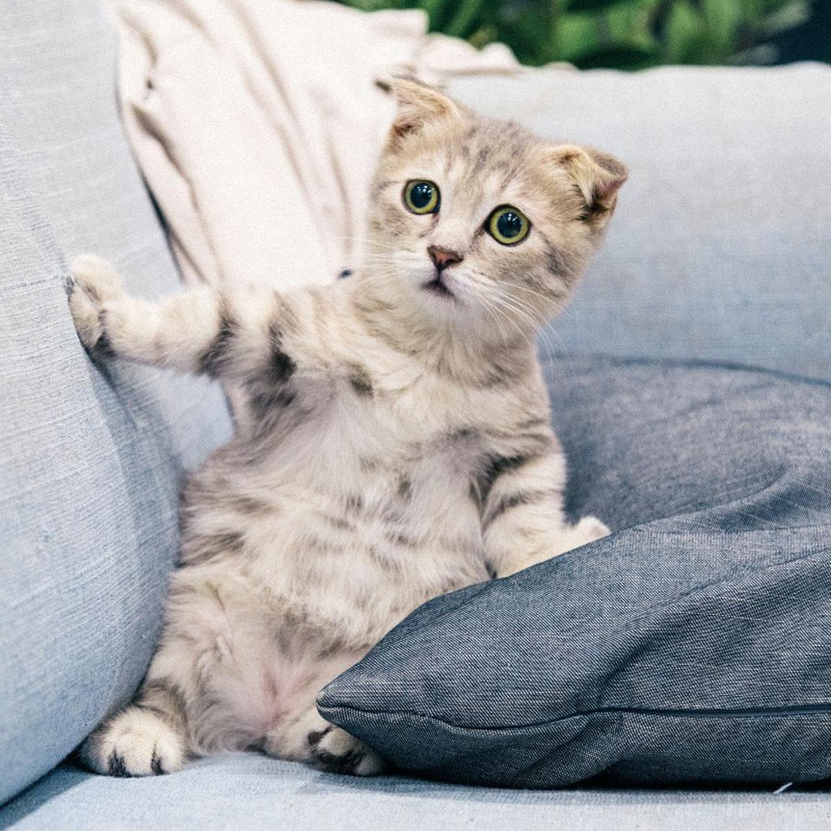Maestría Adjuntar a O después Cómo evitar que los gatos arañen el sofá o los muebles: consejos y trucos  caseros | Remedios | Hacks | Mascotas | nnda nnni | MUJER | OJO