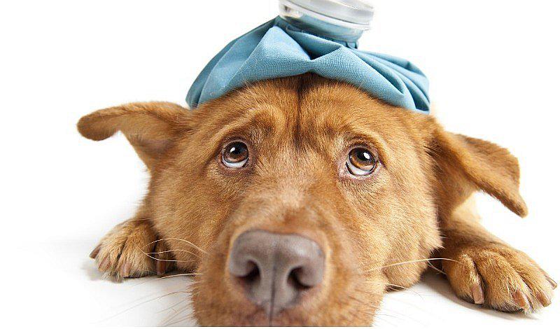 Lo que debe contener un kit de primeros auxilios de la mascota