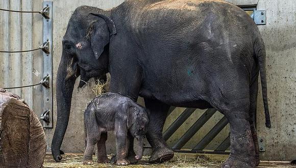 Nace el tercer ejemplar de elefante indio en el Zoo de Praga 