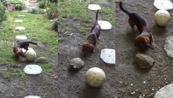 Un video viral muestra el tierno momento que protagonizaron un perro salchicha y una tortuga mientras jugaban con una pelota. | Crédito: Rudy Janssens / YouTube