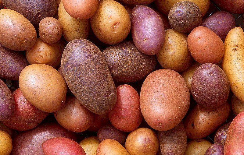 Rastrean evolución del cultivo de la papa en los Andes precolombinos 