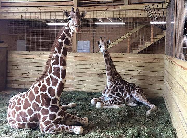 Un millón de personas "asisten" al parto de jirafa por Internet 