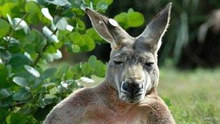 Australia: "Roger" es uno de los animales más famosos del mundo (VIDEO)