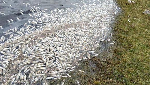 Cientos de peces aparecen muertos por en laguna de Pasco