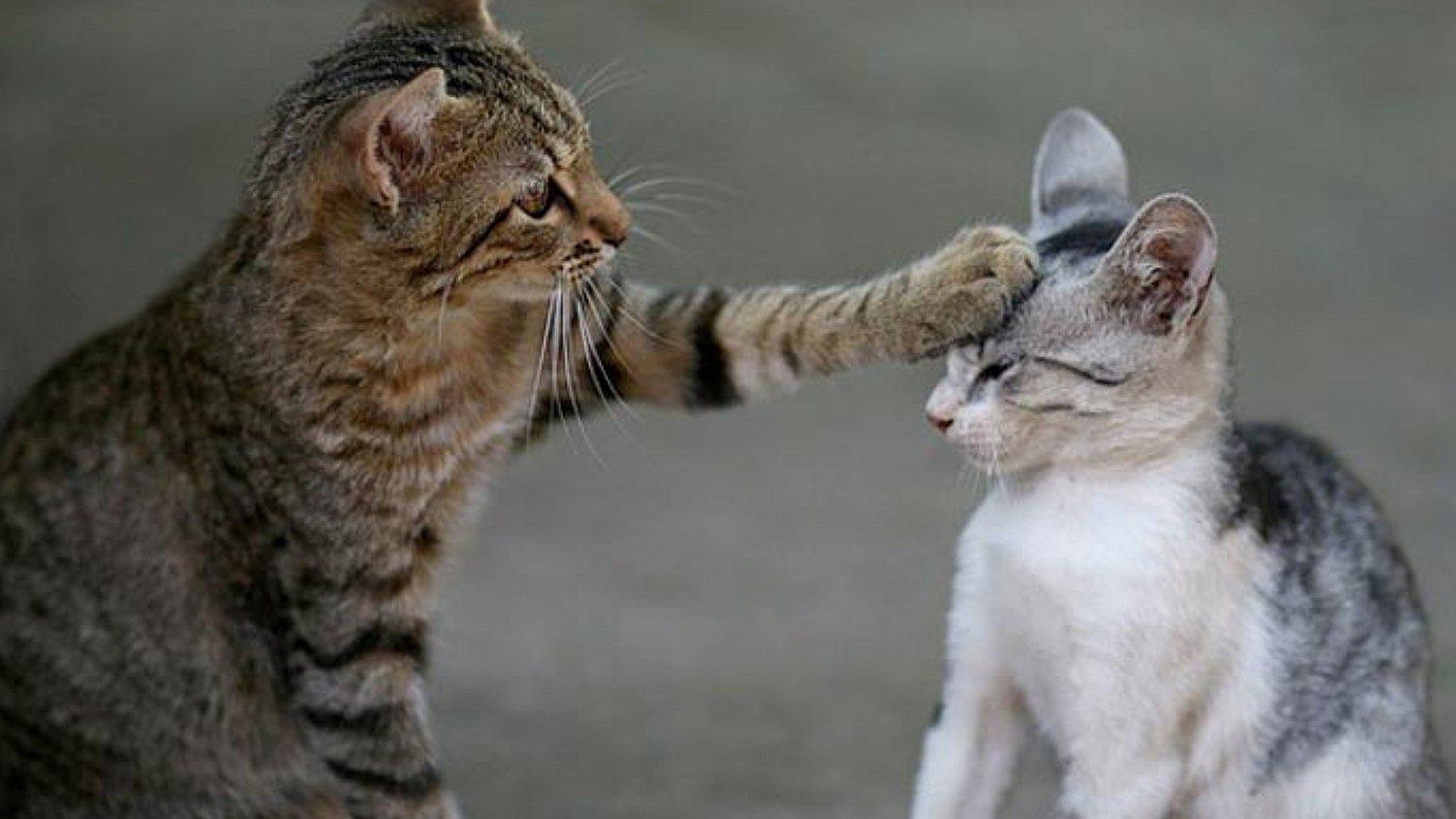 Aumentan familias peruanas que desean más gatos que perros