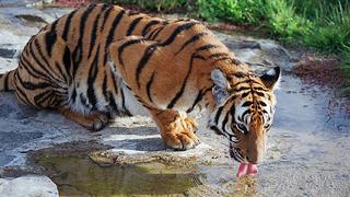 ​Envían ADN de tigre de Amoy al espacio para que alguien evite su extinción