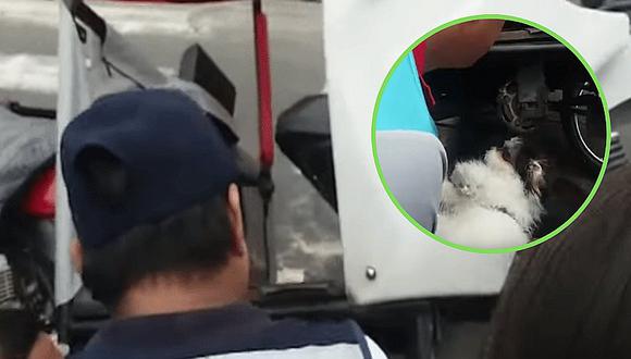 Perro queda atrapado debajo de mototaxi por perseguir a su dueño en Iquitos | VIDEO