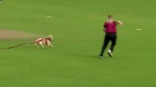 Perro travieso se roba pelota en pleno juego y se convierte en el “jugador del partido” | VIDEO