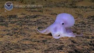 Descubren a un pulpo de aspecto fantasmal en el mar profundo