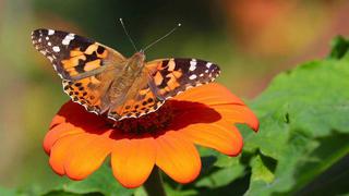 ​Descubren que rara mariposa imita a los pájaros en sus vuelos