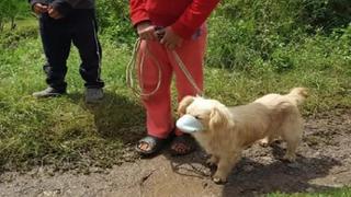 Niña lleva a su perrito con mascarilla para que lo vacunen | VIDEO