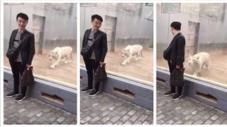 Joven es 'atacado' por enorme tigre blanco en zoológico de China (VIDEO)