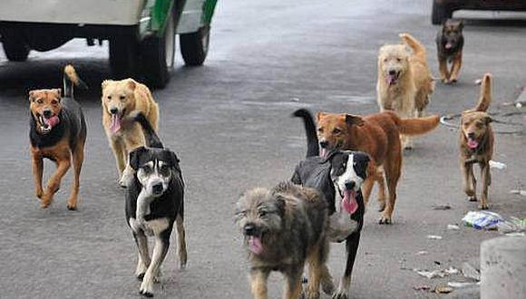 Polémica por propuesta para asesinar a los perros callejeros