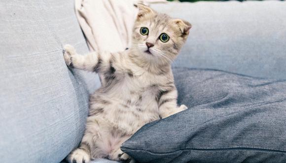Trucos caseros para evitar que los gatos arañen los muebles. (Foto: Pexels)
