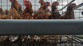 Mueren 400 mil gallinas en tres días por terrible ola de calor y estrés térmico al vivir todas apiñadas