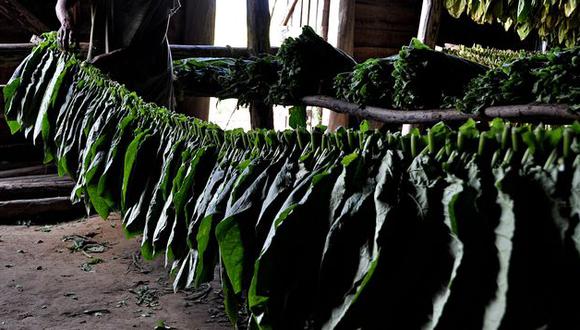 Crean proceso de producción de vacunas más veloz con hojas de tabaco 