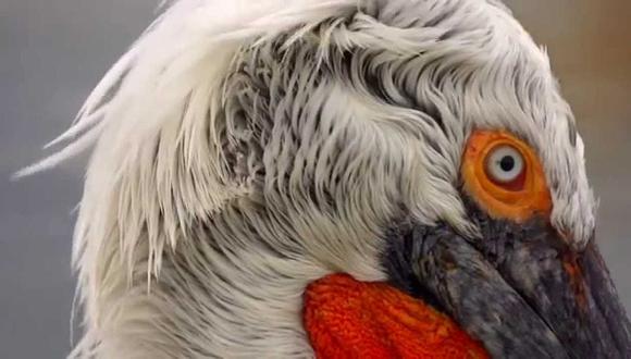 Zoológico mata a 20 pelícanos ceñudos porque les da gripe 
