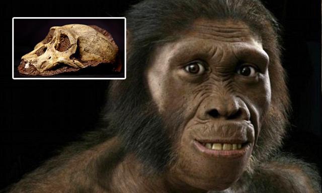 El "sediba" no podía morder con la fuerza de otros australopitecos
