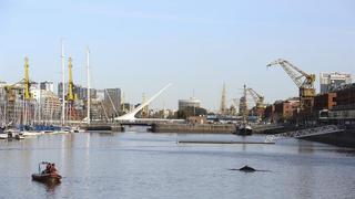 Una joven ballena jorobada perdida aparece en lujosa zona [FOTOS]