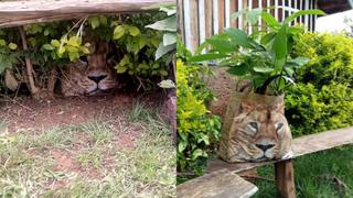‘León’ escondido en arbusto de residencia resultó ser una bolsa de supermercado