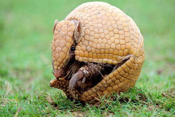 Fuleco, la mascota del Mundial, por extinguirse 