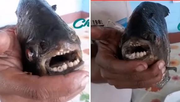 Aparece pez con "dentadura humana" en canal de regadío en Piura | VÍDEO