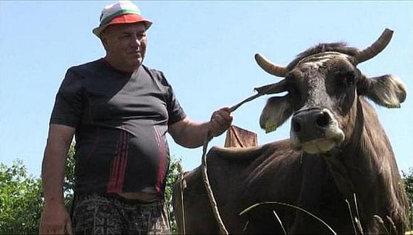 ​Penka, la vaca búlgara que fugó y regresó a la UE, se salva de ir al matadero