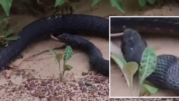 Facebook: serpiente deja en shock al vomitar a animal con vida (VIDEO)