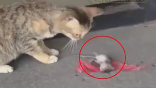 Ingenioso escape de un ratón a punto de ser atacado por un gato se viraliza (VIDEO)