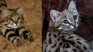 Gatito de patas negras es “máquina de matar” y resulta más peligroso que leopardo o león | VIDEO