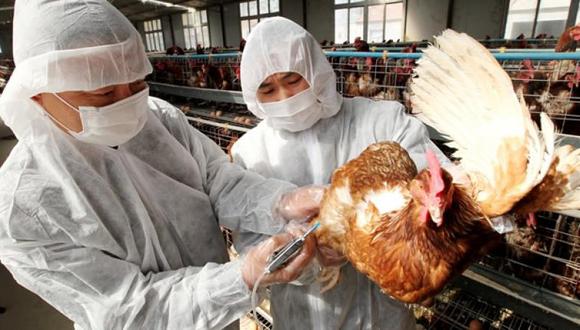 “La influenza aviar no tiene cura ni tratamiento y es altamente contagiosa en aves. (Foto: Difusión)