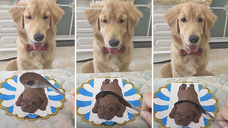 La reacción de un perrito al hacerle pesada broma (VIDEO) 