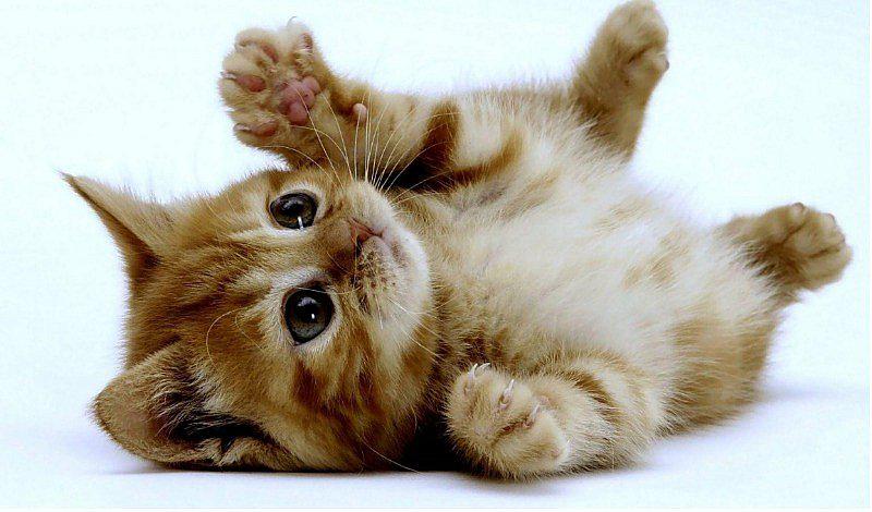 Gatos: Sepa cómo tratar la sarna