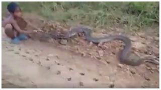 Video de niños cazando serpientes se hace viral en Facebook (VIDEO)