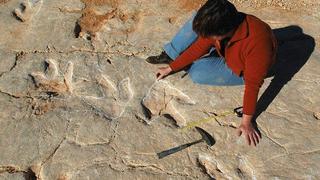  Hallan 700 huellas de dinosaurios que comían peces con marea baja 