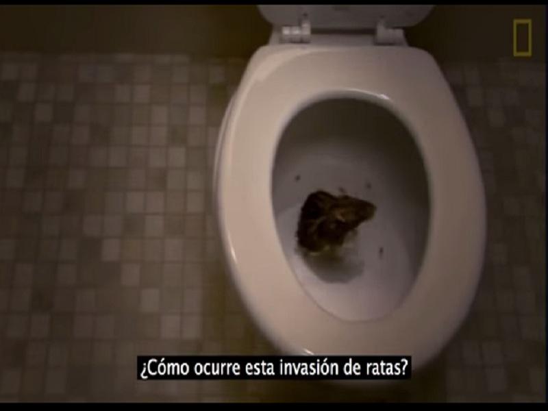 YouTube: Mira como una rata puede introducirse en el inodoro [VIDEO] 