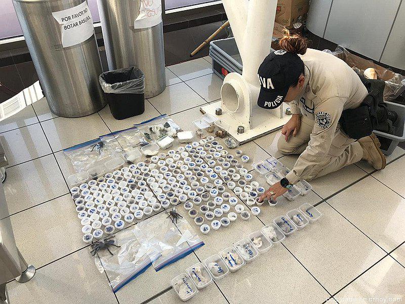 ​Condenan a prisión a dos alemanes por contrabandear arañas y hormigas