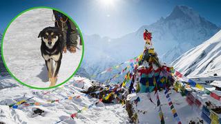 Se encariña con alpinistas y perrita callejera se convierte en el primer can en escalar el Himalaya