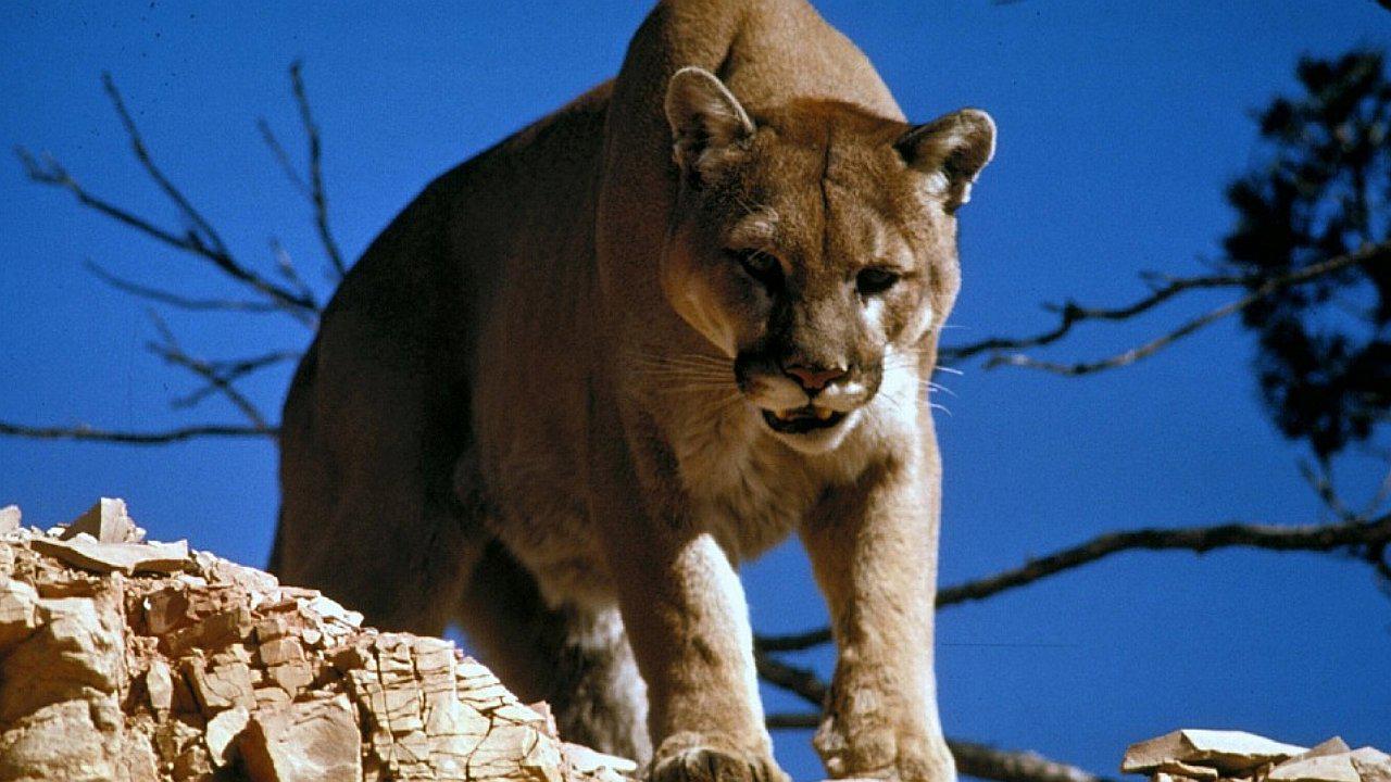 Puma ataca a hombre, este se defiende y lo asfixia 