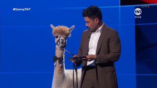 Emmy 2020: una alpaca llegó a la gala junto a Randall Park | VIDEO