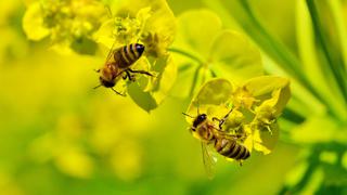 Dos abejas trabajan en equipo y logran destapar una botella de gaseosa