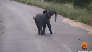 ​YouTube: Los tiernos movimientos de este pequeño elefante te alegrarán el día