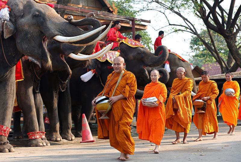 Elefantes tailandeses rescatados se convierten en estrellas del deporte