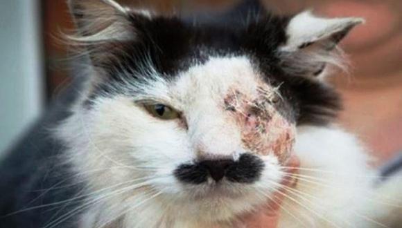 Reino Unido: Golpean salvajemente a gato por su parecido con Adolfo Hitler