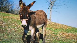 Lleva un asno a su colegio luego que profesor le dijera: "trae al burro de tu padre"