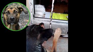 Perrito callejero pide dinero en vez de comida para poder alimentarse (VIDEO)