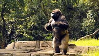 Traslado que acabó con muerte de gorila fue una "cadena de errores" 