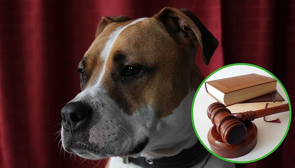 Una perra asiste como testigo a un juicio por maltrato animal
